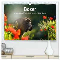 Boxer Frech und fröhlich durch das Jahr (hochwertiger Premium Wandkalender 2025 DIN A2 quer), Kunstdruck in Hochglanz