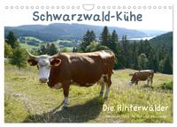 Schwarzwald-Kühe - Die Hinterwälder (Wandkalender 2025 DIN A4 quer), CALVENDO Monatskalender