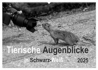 Tierische Augenblicke in Schwarz-Weiß (Wandkalender 2025 DIN A2 quer), CALVENDO Monatskalender