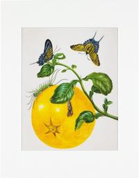 Maria Sibylla Merian - gerahmter Druck "Branch of Pomelo"