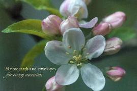 Cardbox of 20 Notecards and Envelopes: Apple Blossom