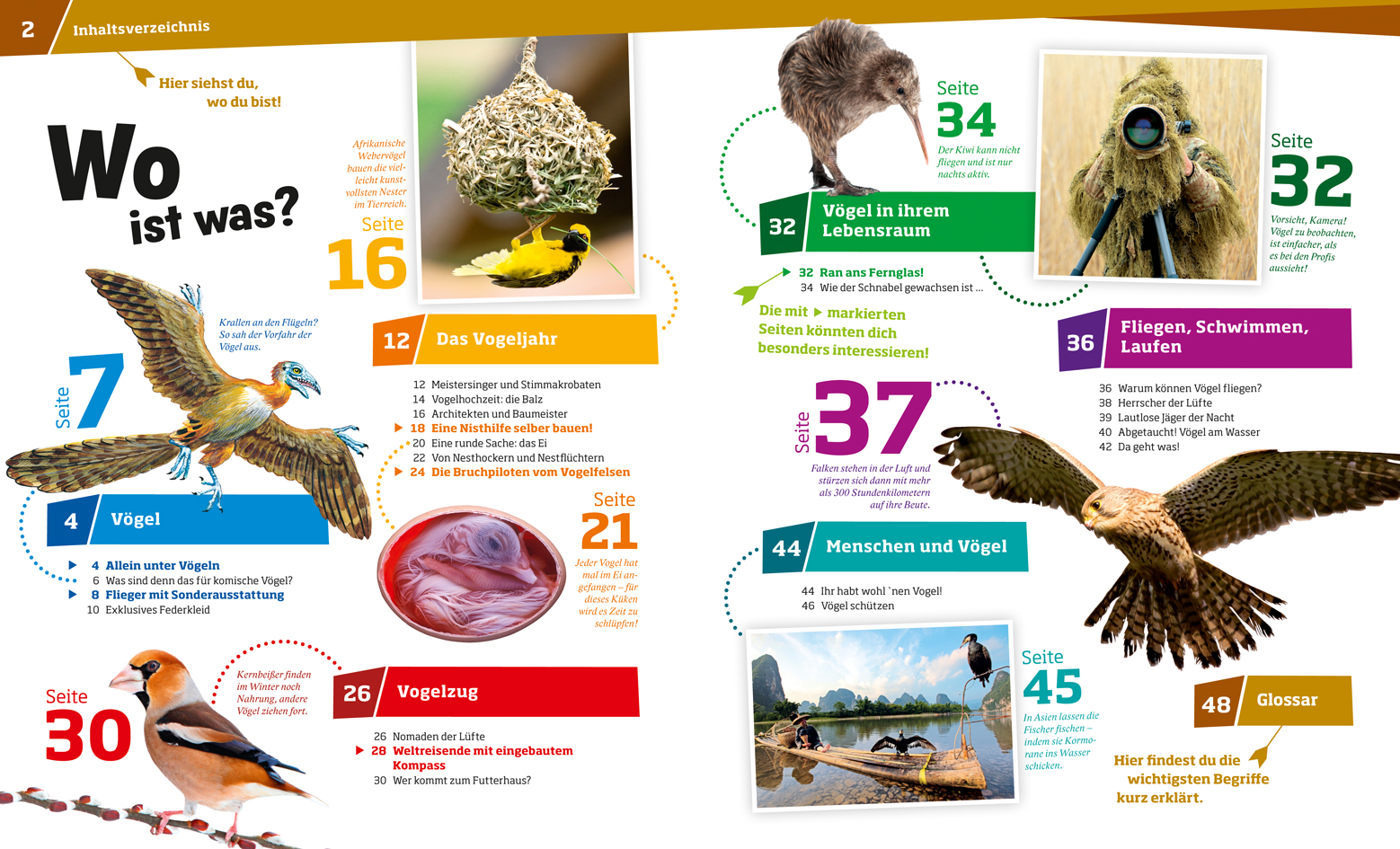 Beispielinhalt (Bild) WAS IST WAS Band 40 Vögel. Akrobaten der Lüfte