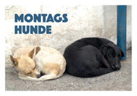 Vorderes Coverbild Montagshunde