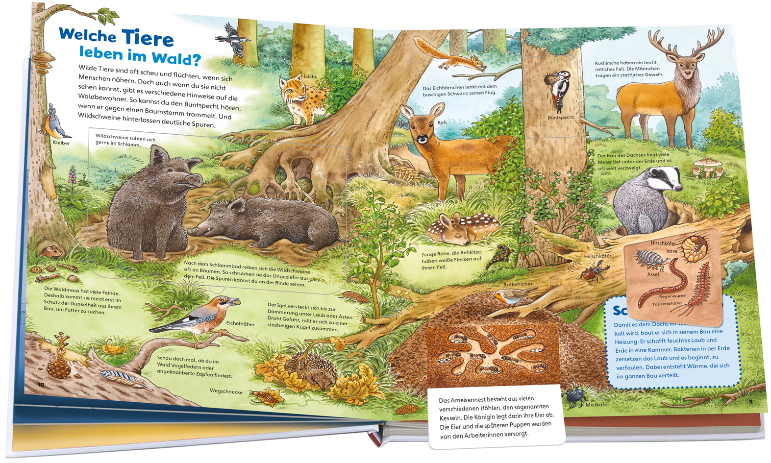 Beispielinhalt (Bild) WAS IST WAS Junior Entdecke die Natur