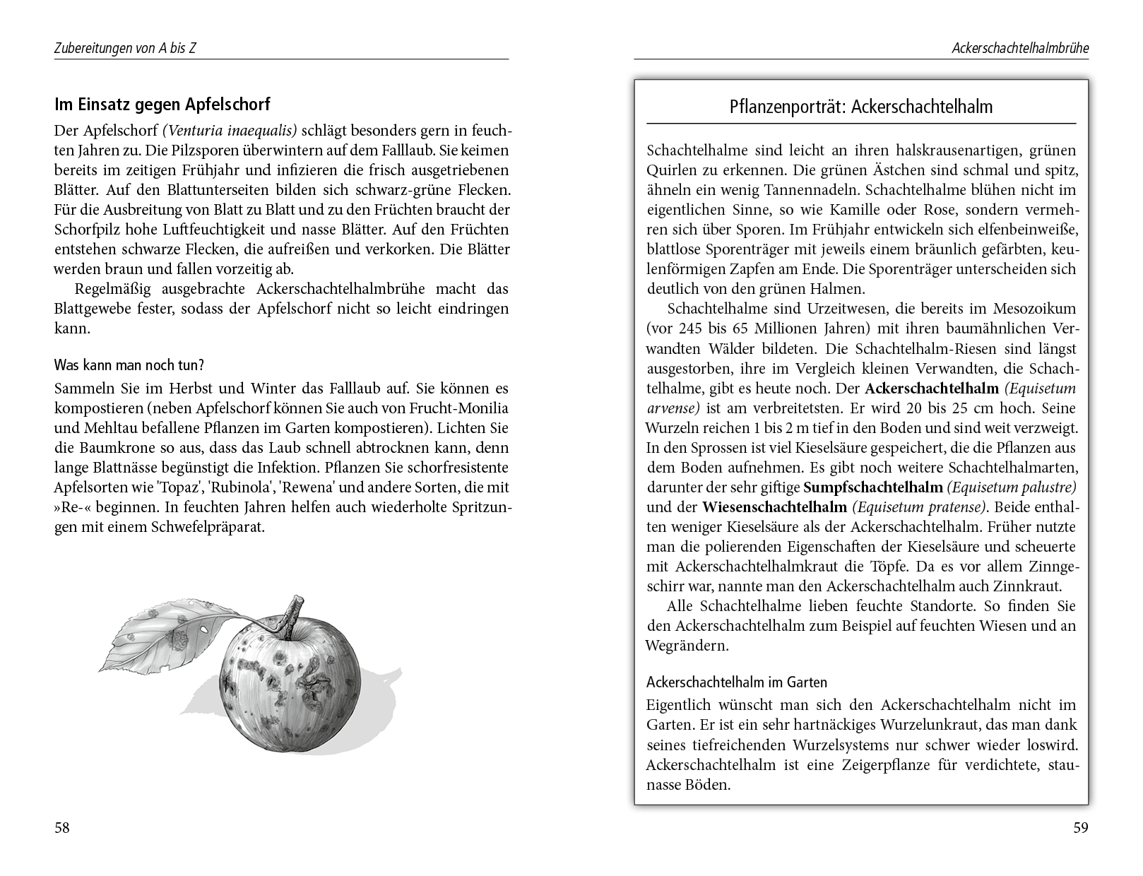 Beispielinhalt (Bild) Beinwelljauche, Knoblauchtee & Co