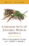 Common Bees of Eastern North America