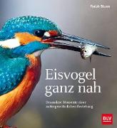 Eisvogel ganz nah