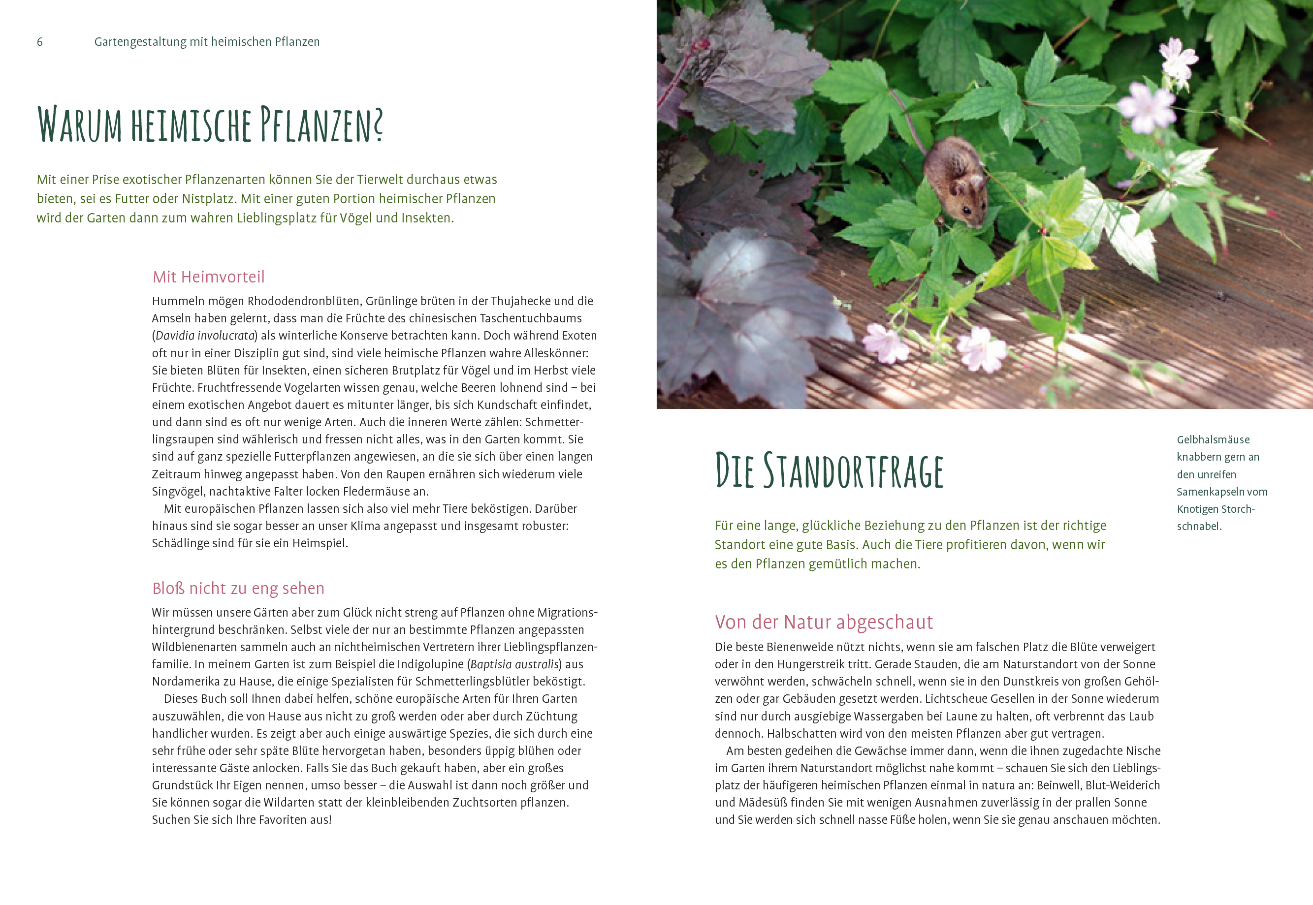 Beispielinhalt (Bild) Heimische Pflanzen für den Garten