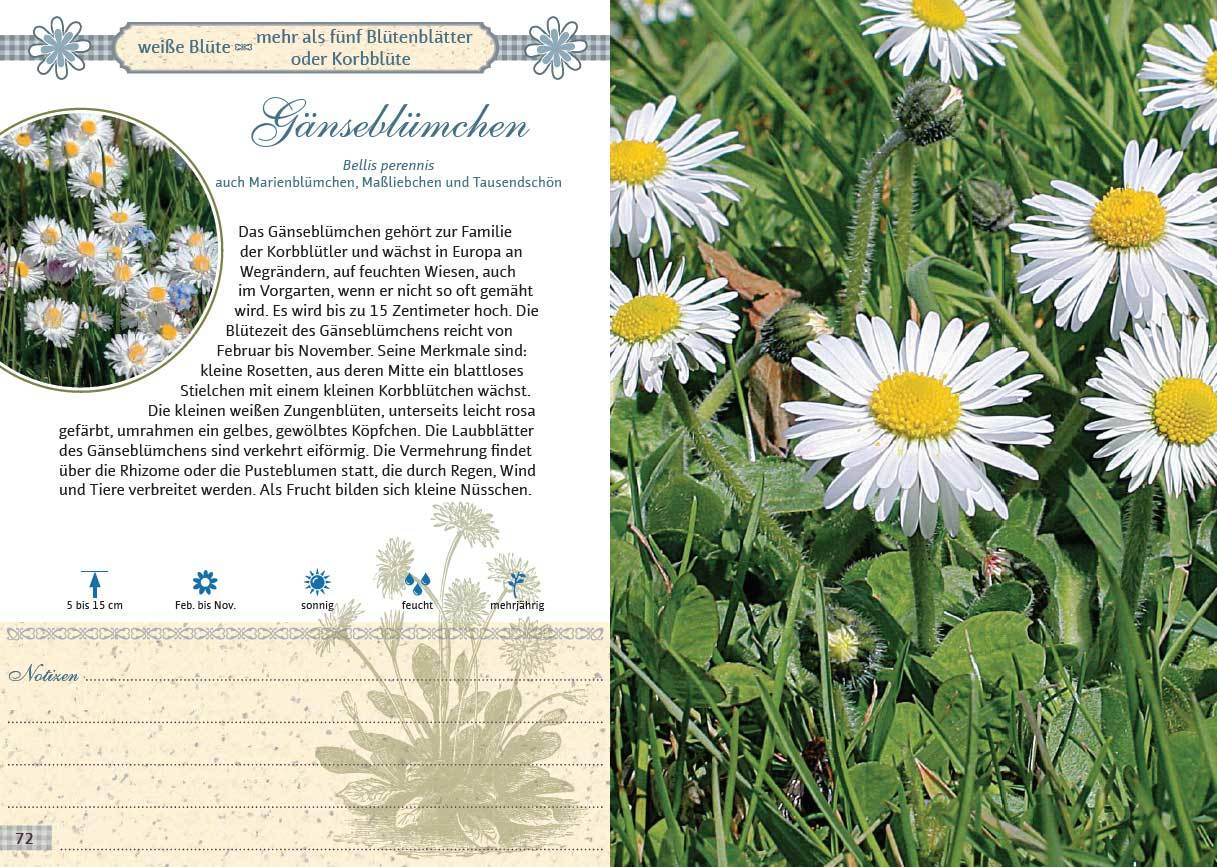 Beispielinhalt (Bild) Mein Wildkräuterführer. Über 150 Wildpflanzen sammeln, erkennen & bestimmen