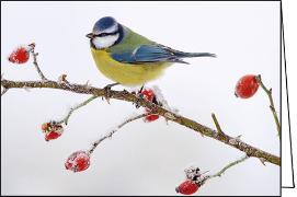 Doppelkarte. Blaumeise im Winter / blanko