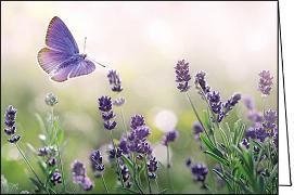 Doppelkarte. Lavendel und Schmetterling/ blanko