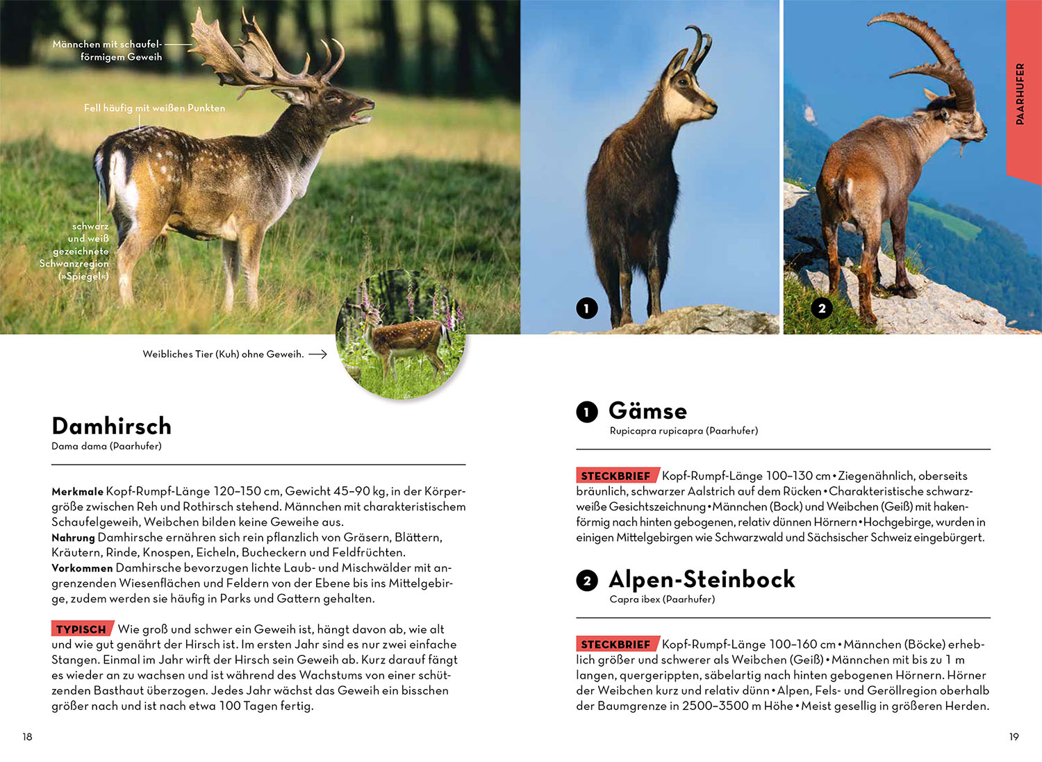 Beispielinhalt (Bild) Tiere und Pflanzen Deiner Heimat