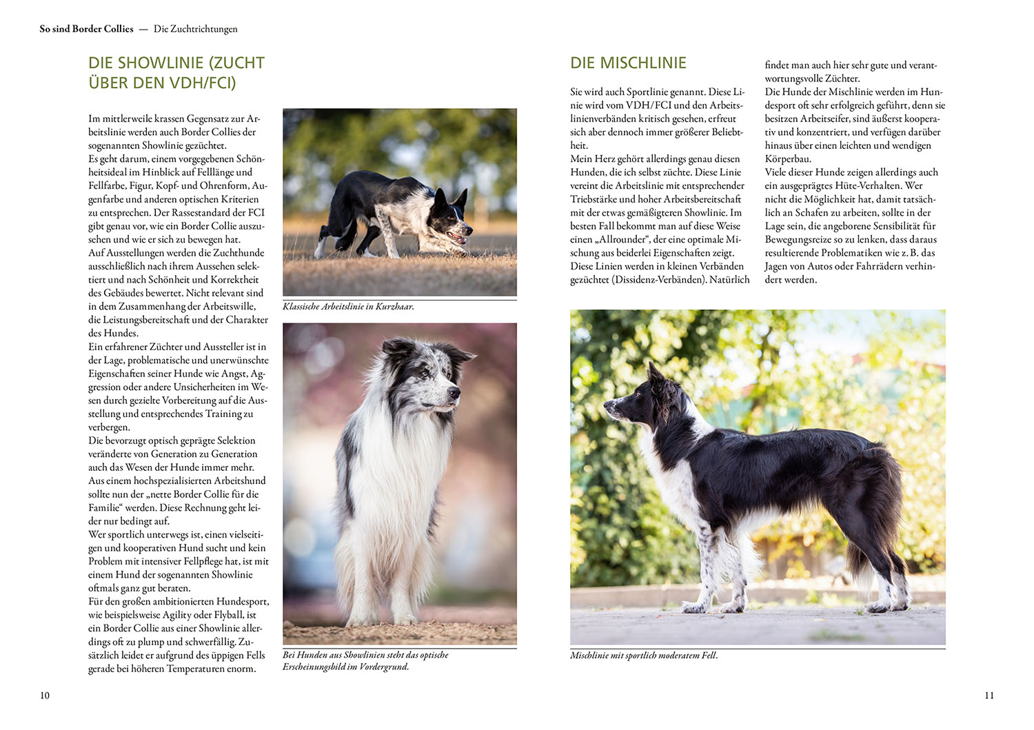 Beispielinhalt (Bild) Border Collie