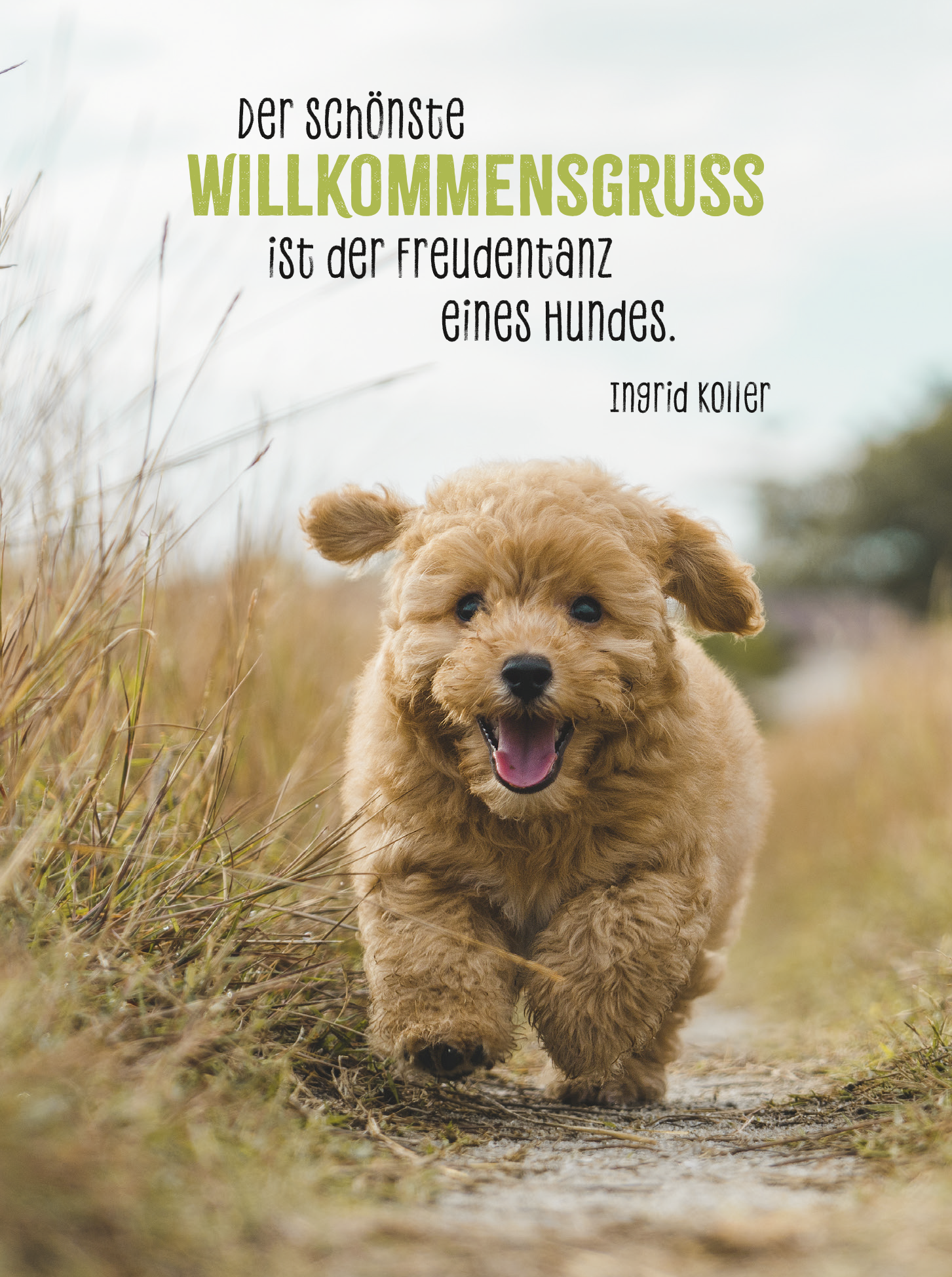 Beispielinhalt (Bild) Hunde sind die besten Freunde