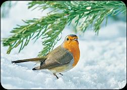 Postkarte. Rotkehlchen im Schnee