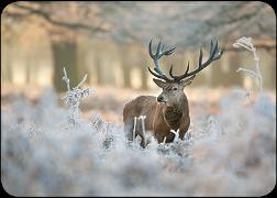 Postkarte. Hirsch im Winter / blanko