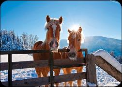 Postkarte. Pferde im Schnee / blanko