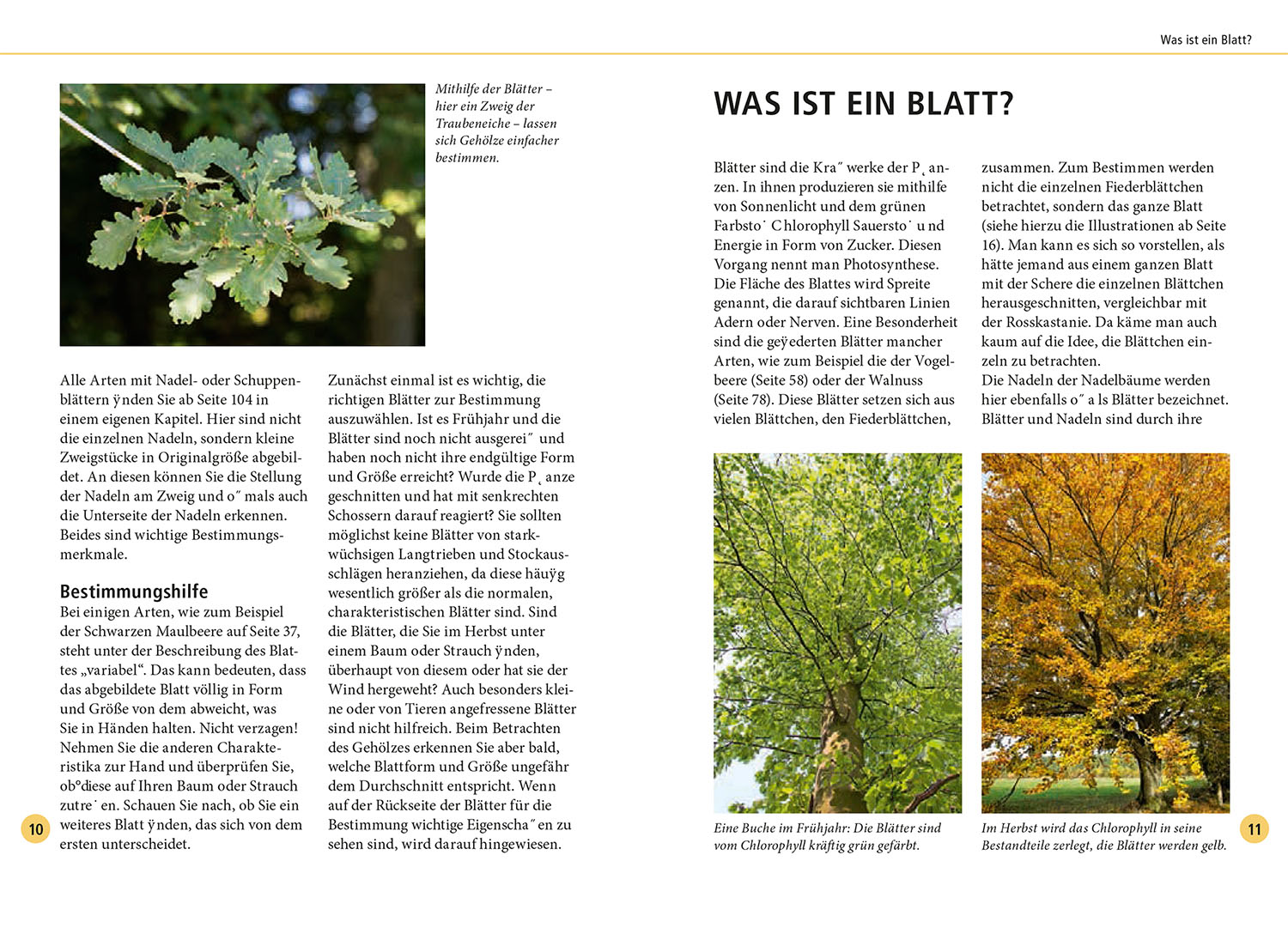 Beispielinhalt (Bild) Bäume am Blatt erkennen - 78 Laub- und Nadelgehölze. Blätter in Originalgröße