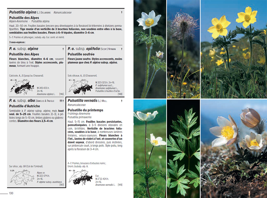 Beispielinhalt (Bild) Flora Helvetica - Flore illustrée de Suisse
