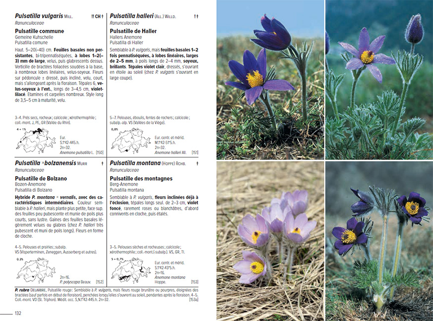 Beispielinhalt (Bild) Flora Helvetica - Flore illustrée de Suisse
