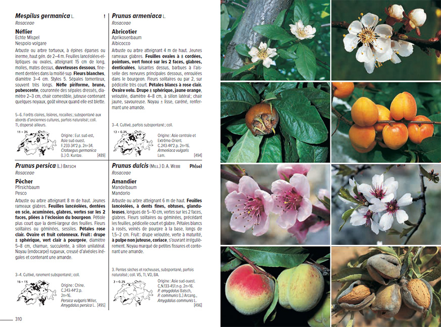 Beispielinhalt (Bild) Flora Helvetica - Flore illustrée de Suisse