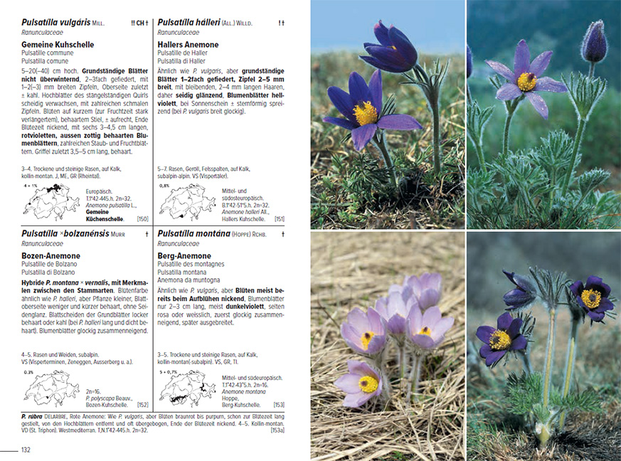 Beispielinhalt (Bild) Flora Helvetica - Illustrierte Flora der Schweiz