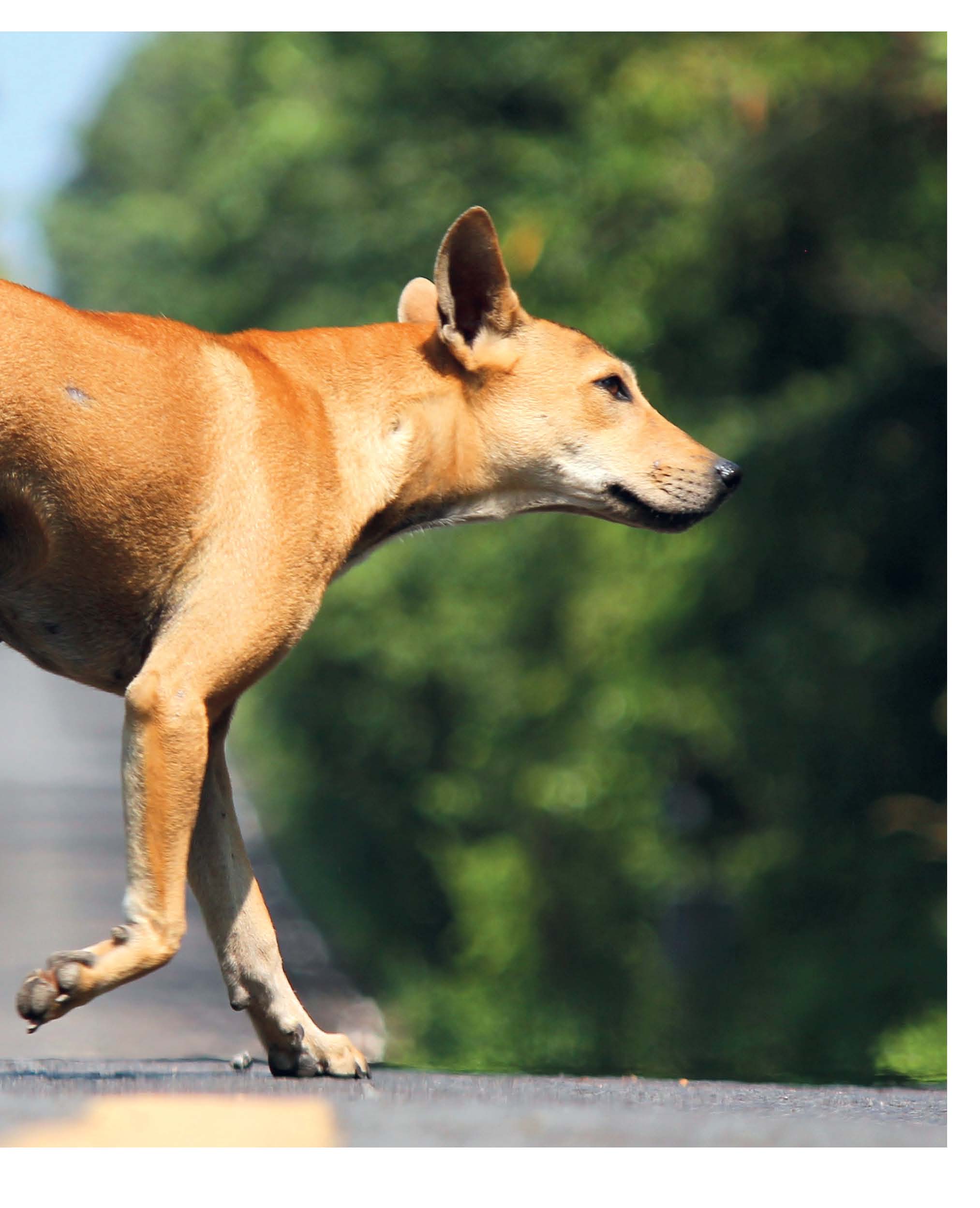 Beispielinhalt (Bild) Mein Hund hat Angst