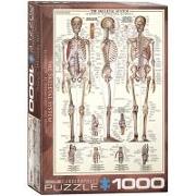 The Skeletal System