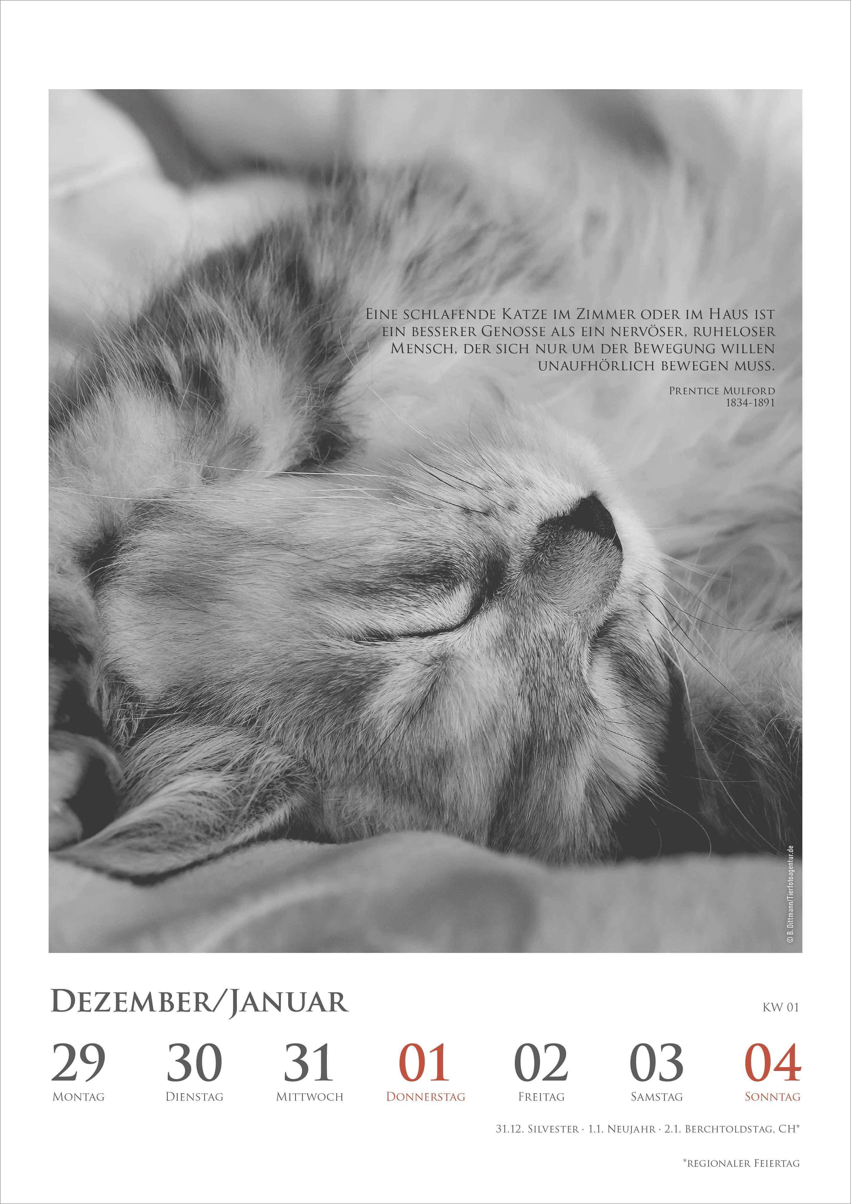 Beispielinhalt (Bild) DUMONTS Katzenkalender