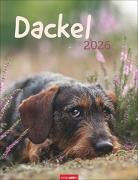 Dackel Kalender 2026