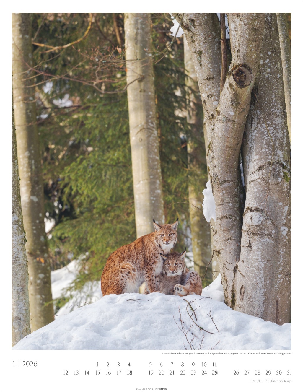 Beispielinhalt (Bild) Heimische Wälder Kalender 2026