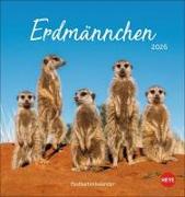 Erdmännchen Postkartenkalender 2026