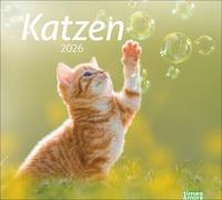 times&more Katzen Bildkalender 2026