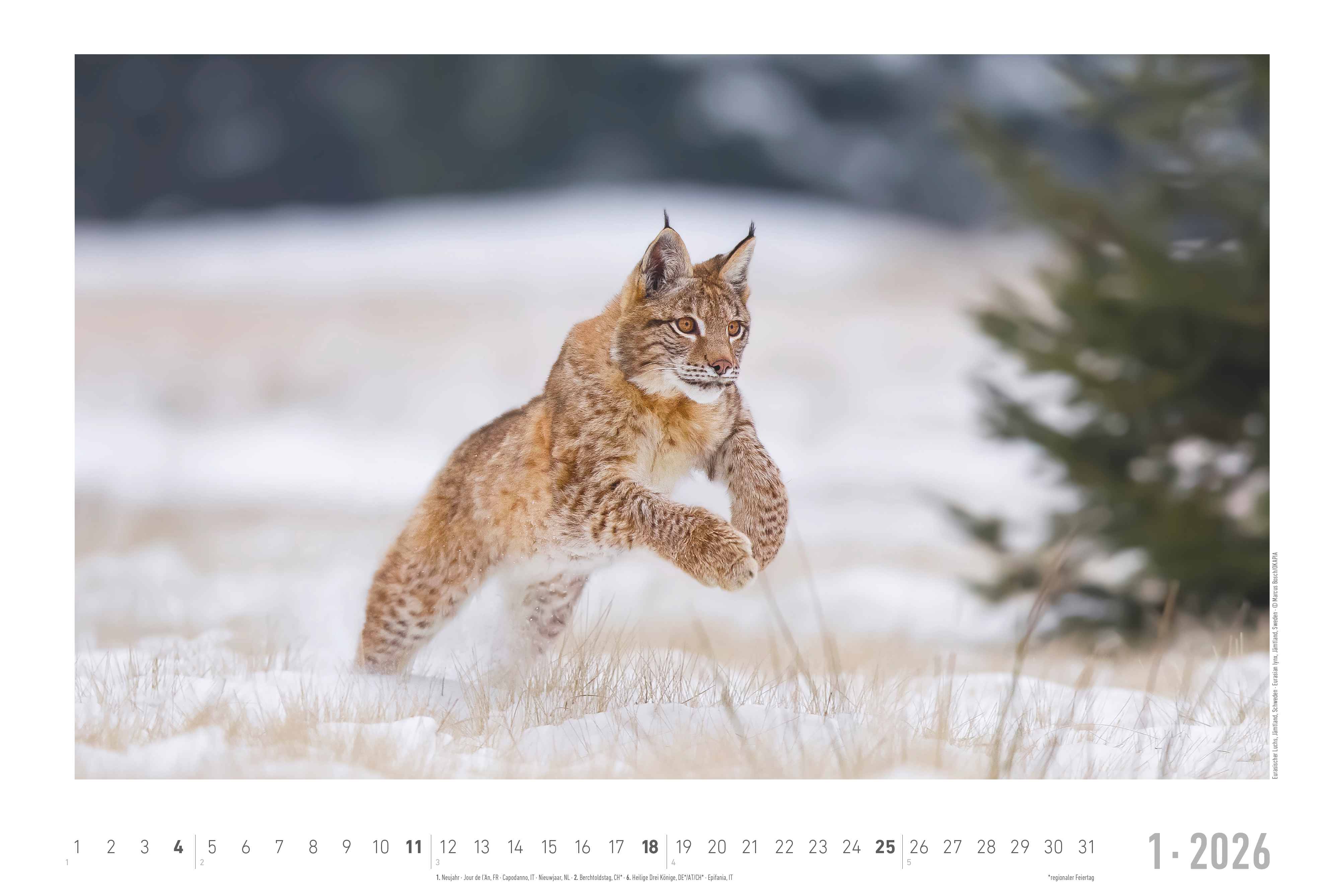 Beispielinhalt (Bild) Geheimnisvolles Waldleben 2026 - Bildkalender 49,5x33 cm - Tiere und Pflanzen in unseren heimischen Wäldern - Wandkalender - Wandplaner - Tierkalender