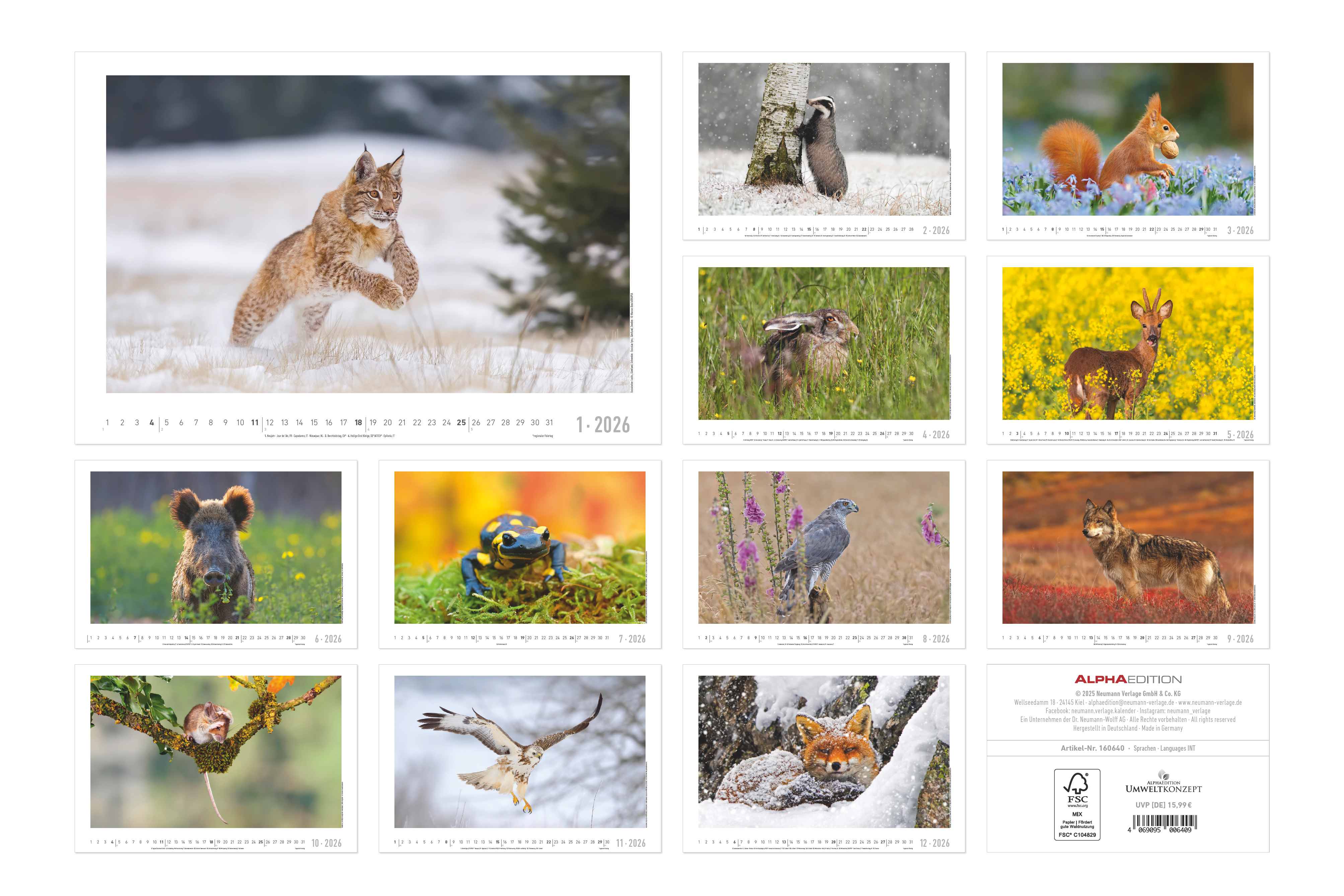 Rückseitencover Geheimnisvolles Waldleben 2026 - Bildkalender 49,5x33 cm - Tiere und Pflanzen in unseren heimischen Wäldern - Wandkalender - Wandplaner - Tierkalender