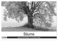Vorderes Coverbild Bäume - Naturschönheiten in schwarz-weiß (Wandkalender 2026 DIN A3 quer), CALVENDO Monatskalender