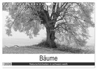Vorderes Coverbild Bäume - Naturschönheiten in schwarz-weiß (Wandkalender 2026 DIN A4 quer), CALVENDO Monatskalender
