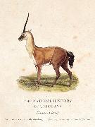 The Natural History of Unicorns