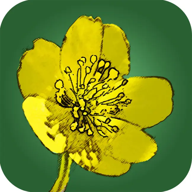 Vorderes Coverbild Feldbotanik App