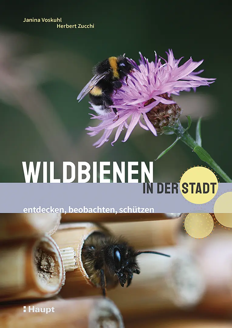 Vorderes Coverbild Wildbienen in der Stadt