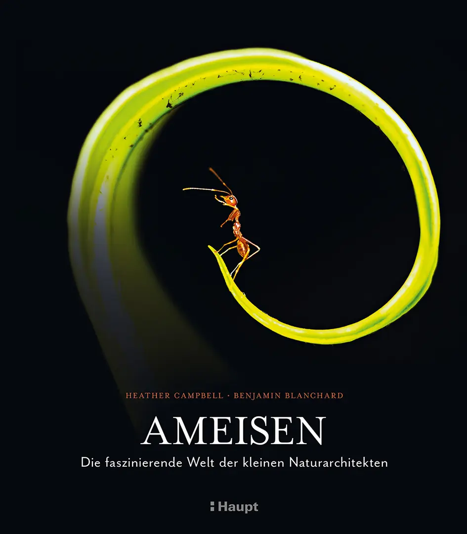 Vorderes Coverbild Ameisen