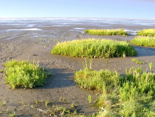 Salzwiesen – ein Lebensraum zwischen Wasser und Land