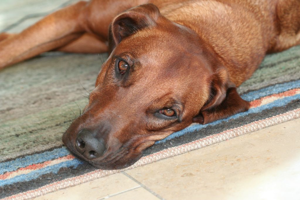 Bürohunde bei Haupt: Diago