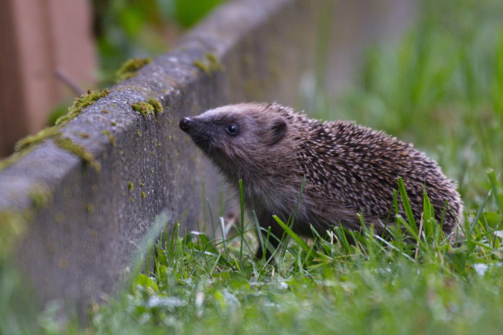 Der Igel &#8211; Nachbar und Wildtier