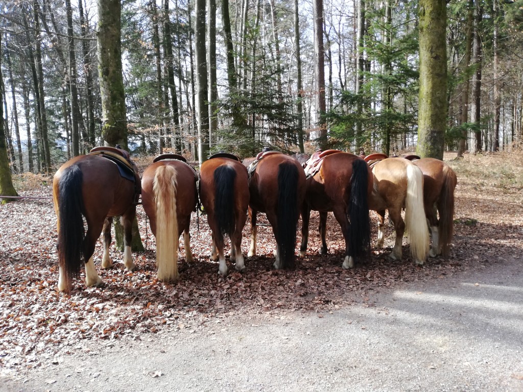 Die vielfältige Welt der Pferderassen