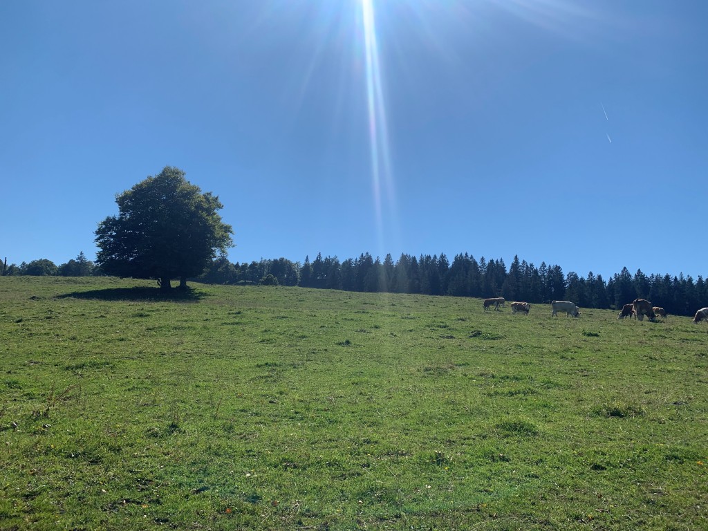 Auf dem Baumweg: Baumwanderung zu alten Weidebuchen im Jura