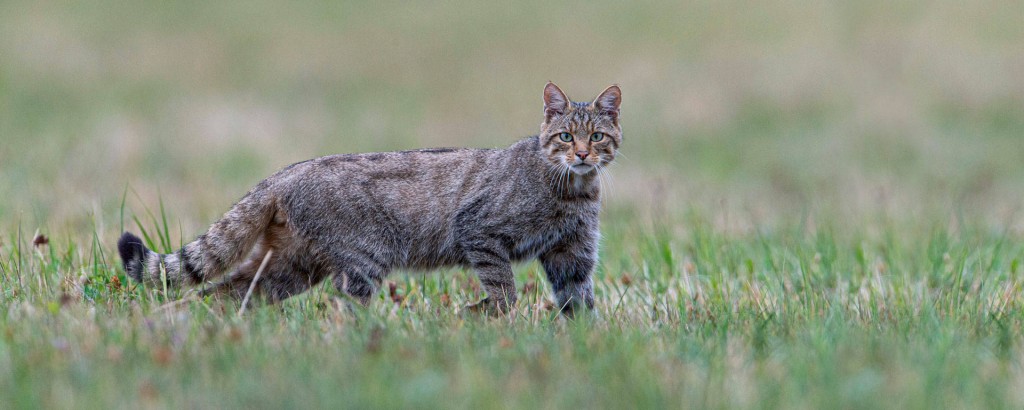 Tier des Jahres 2020 &#8211; Die Wildkatze