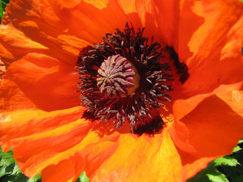 Mohnblüte
