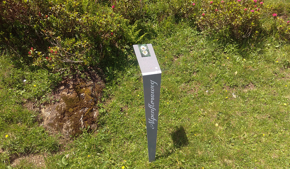 Wandertipp: Flora Helvetica am Flumserberg