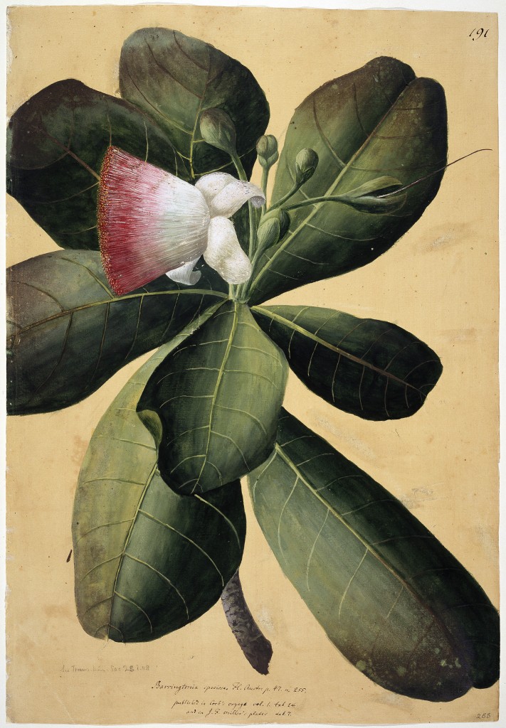 Im Schatten von Humboldt: Johann und Georg Forster